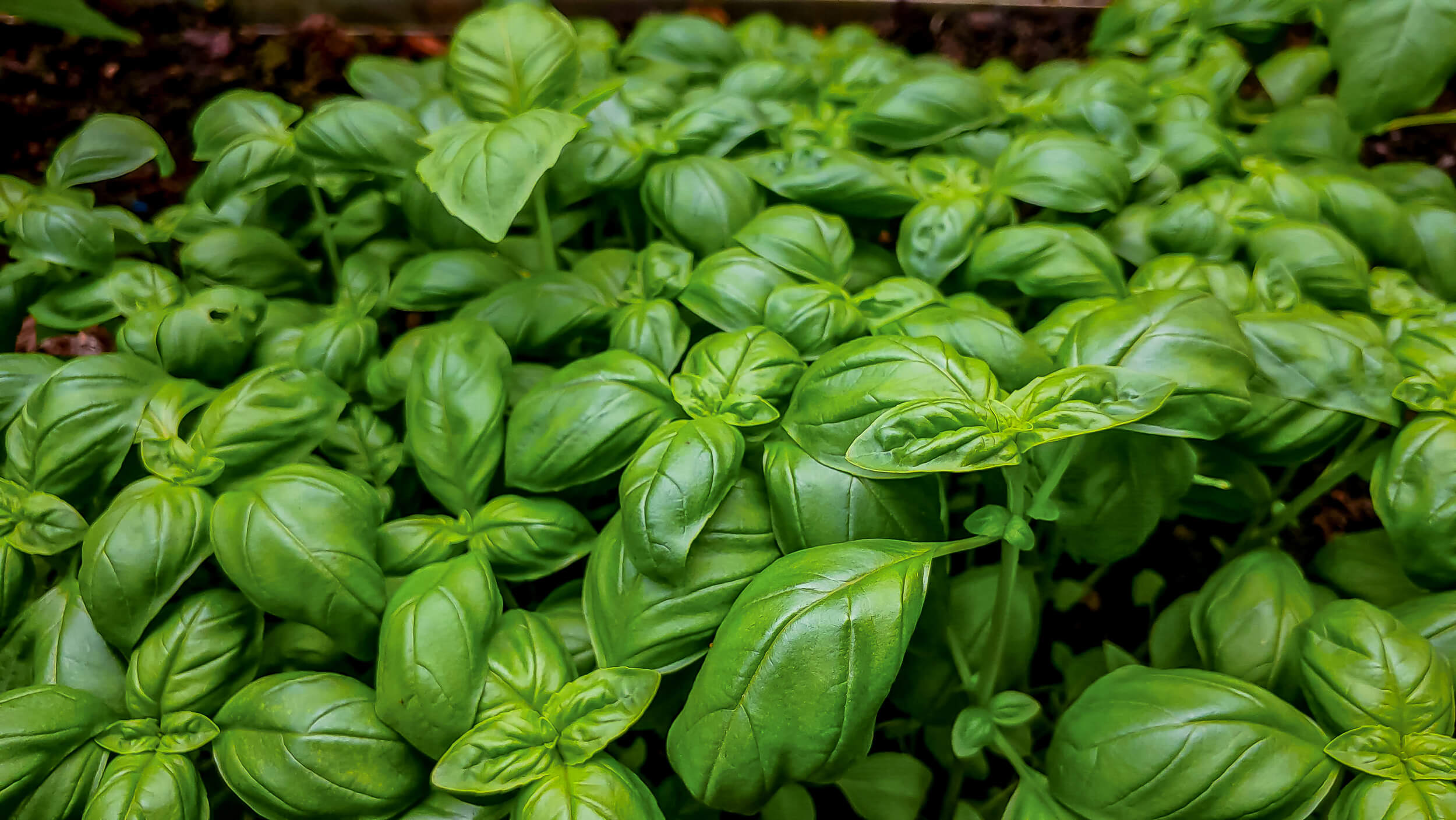 A Symphony of Herbs
