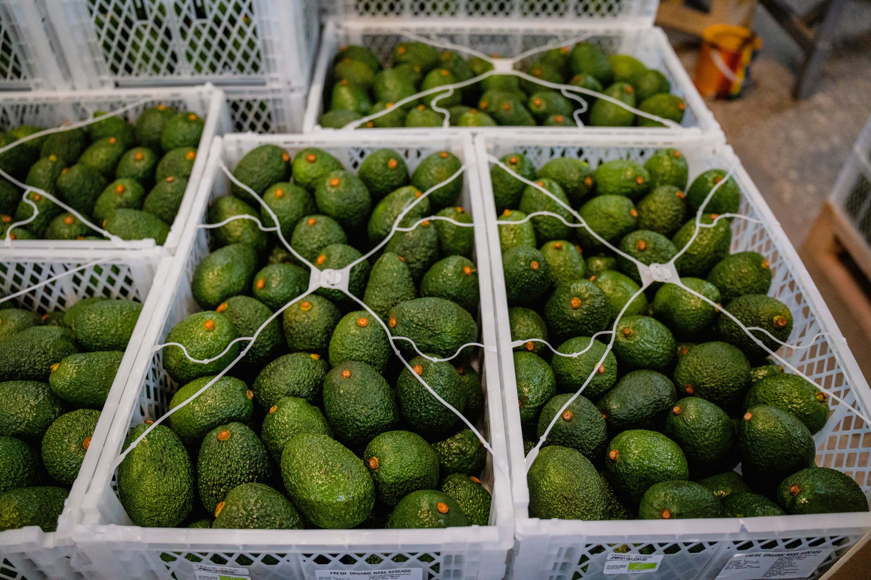 Avocados (Hass & Fuerte)