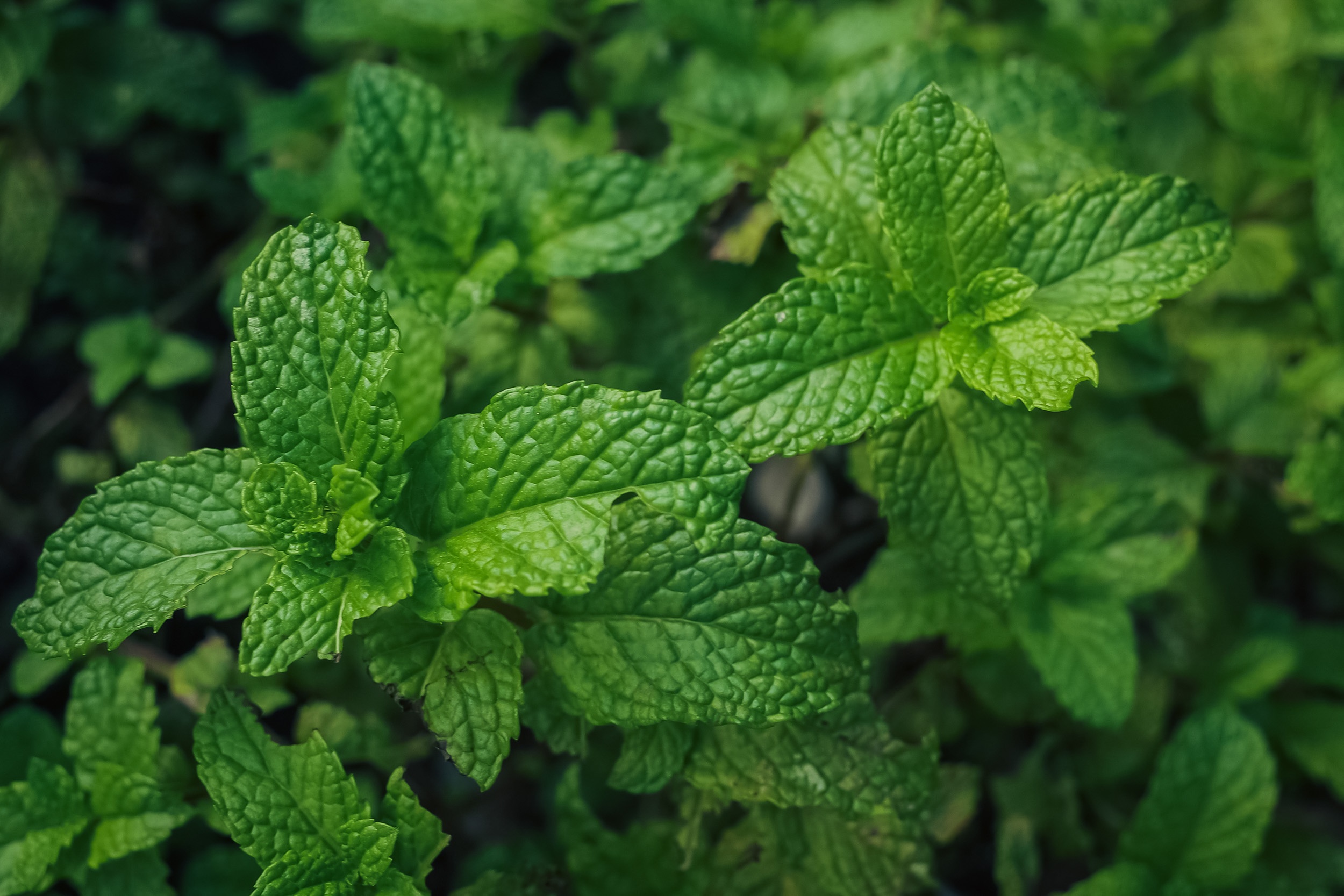 Fresh Basil Herbs